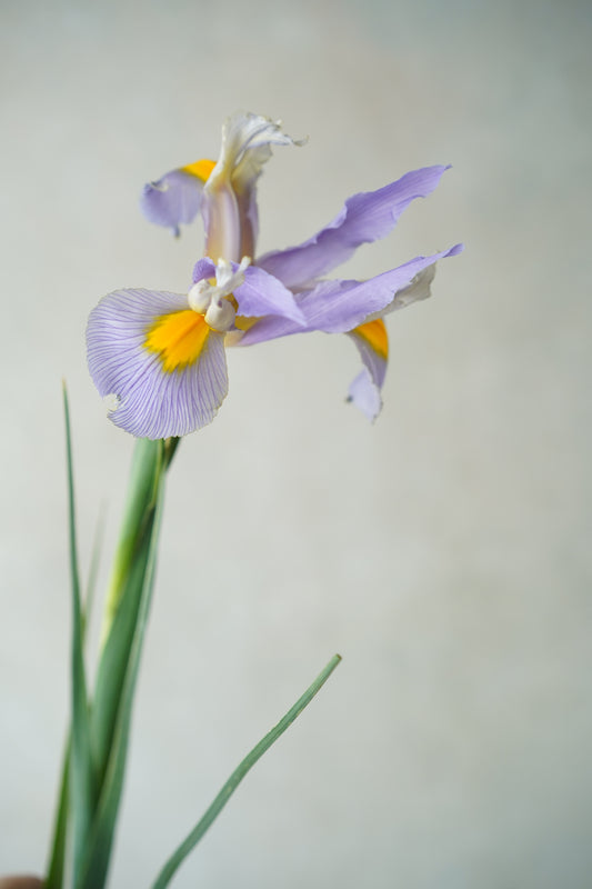 荷蘭鳶尾花 | Iris