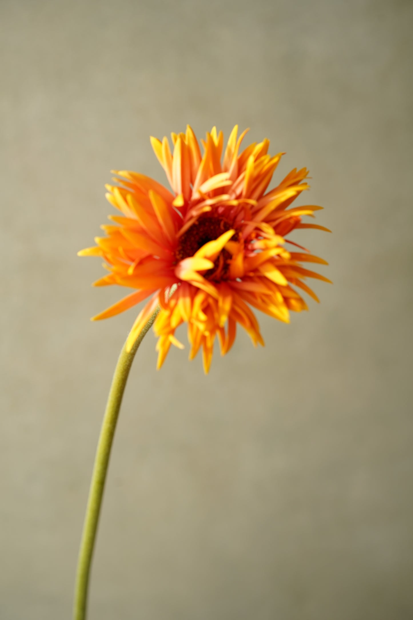 日本太陽菊| Japanese Gerbera
