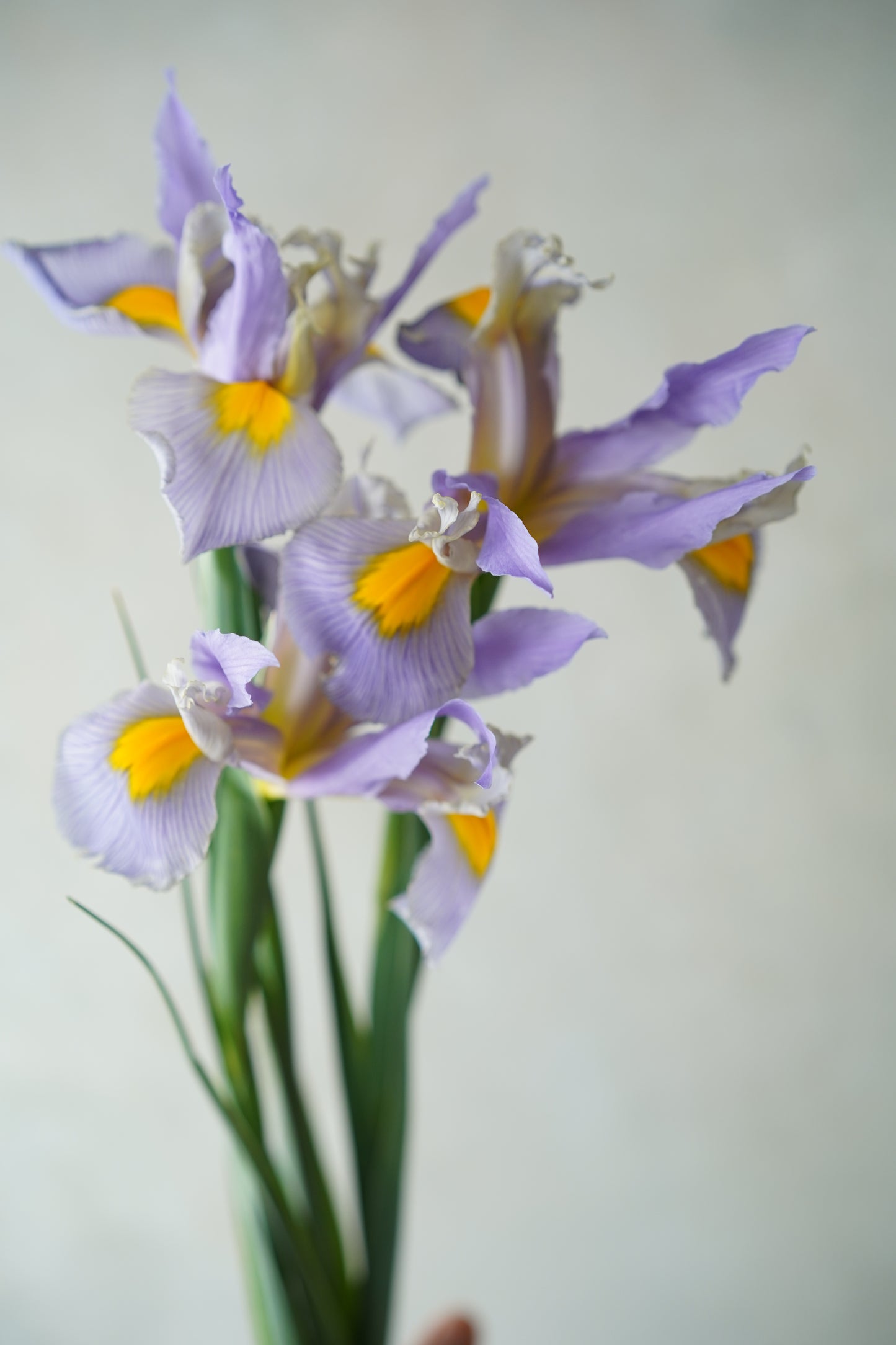 荷蘭鳶尾花 | Iris