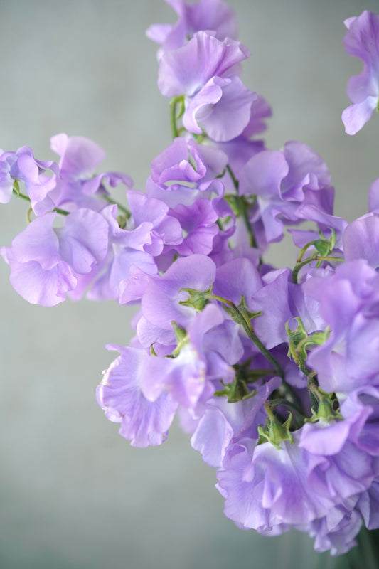 日本紫色香豌豆花| Sweet pea