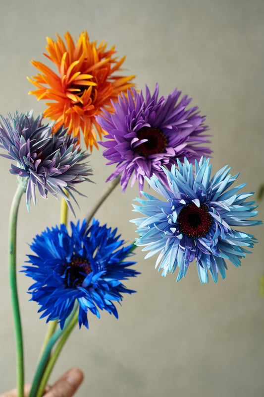 日本太陽菊| Japanese Gerbera