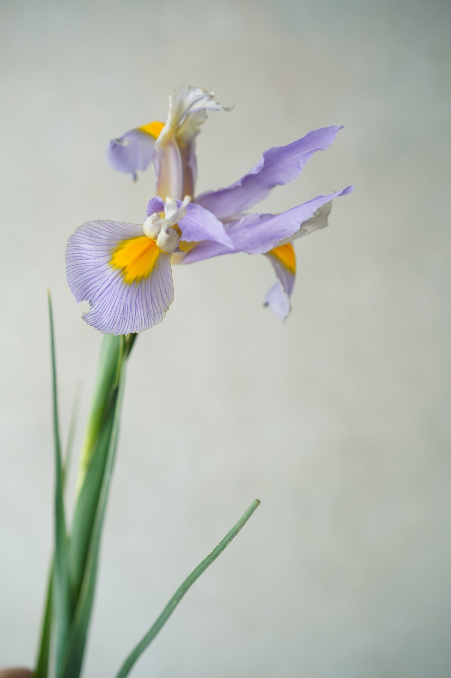 荷蘭鳶尾花 | Iris