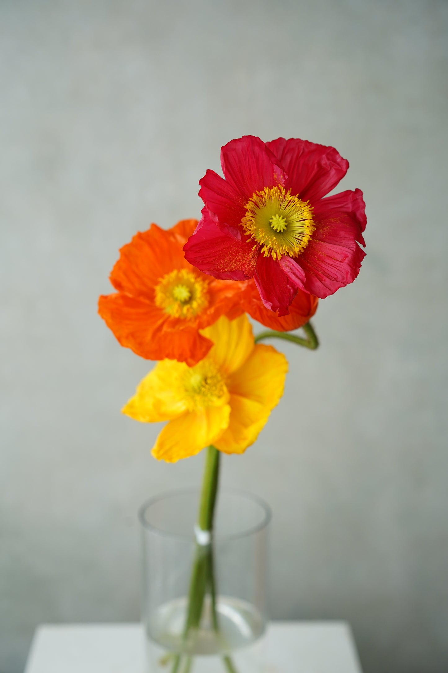 日本虞美人花| Japanese Poppy