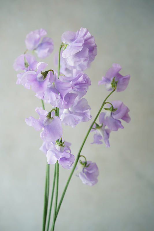 日本紫色香豌豆花| Sweet pea