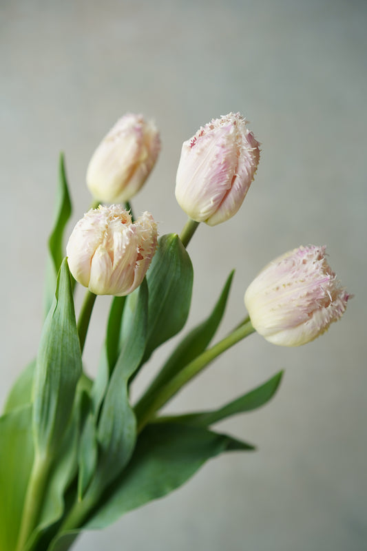 穗邊鬱金香 | Tulip