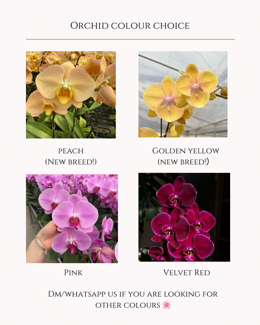 2 Stems Orchid in Porcelain Pot