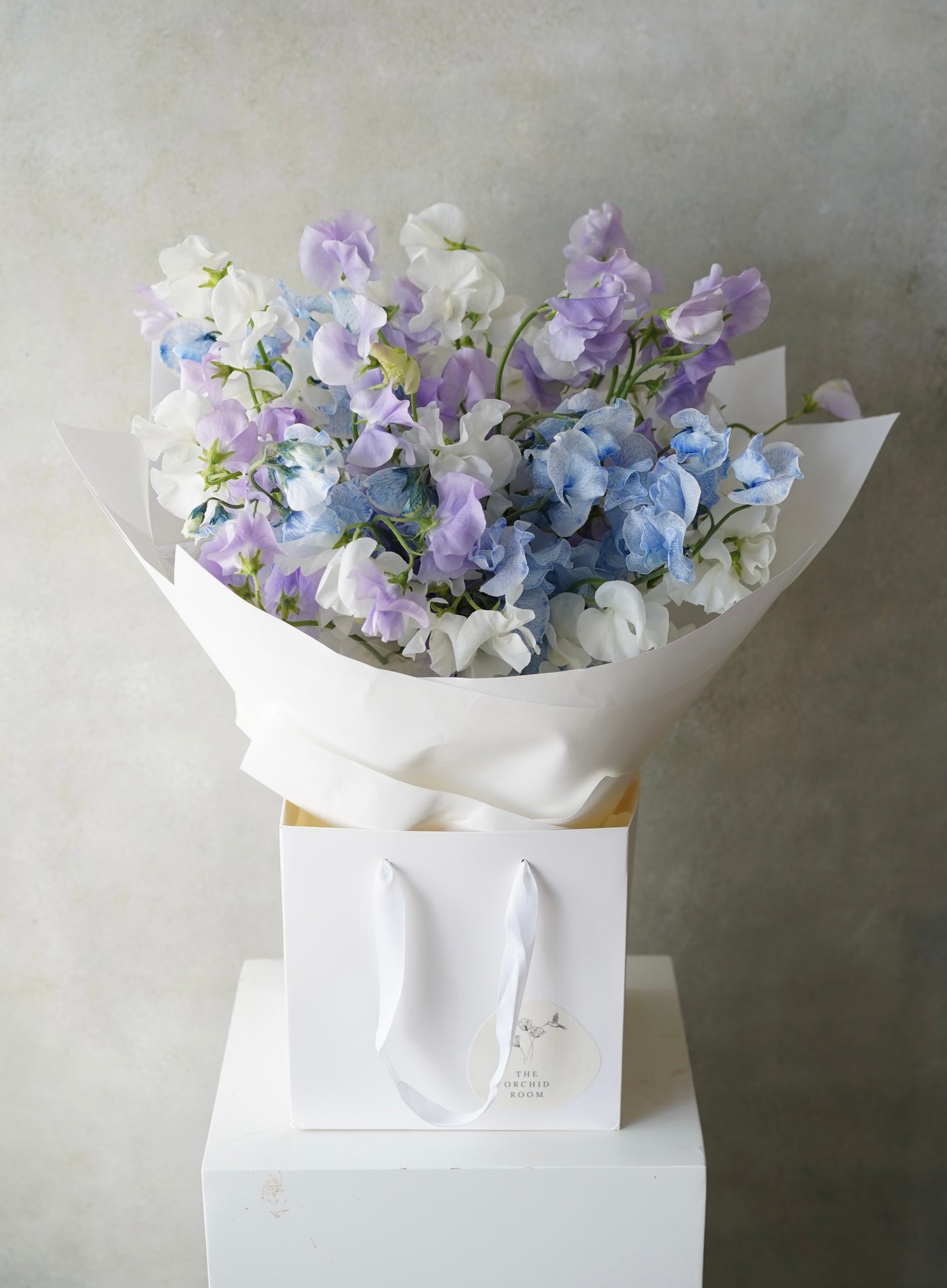 DEWLIGHT SERENADE | 露泊