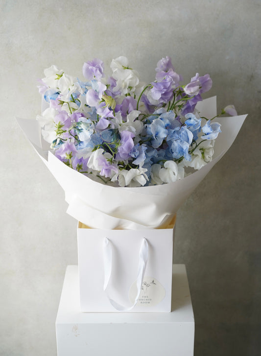 DEWLIGHT SERENADE | 露泊