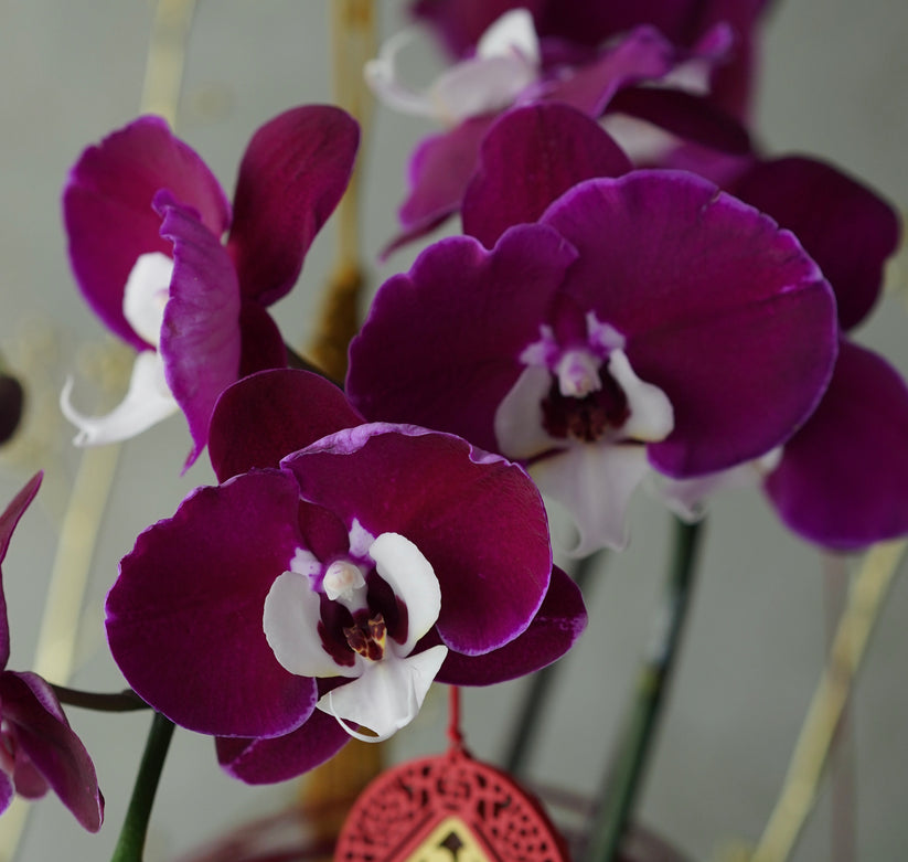 Night Pearl Orchid Arrangement – The Orchid Room