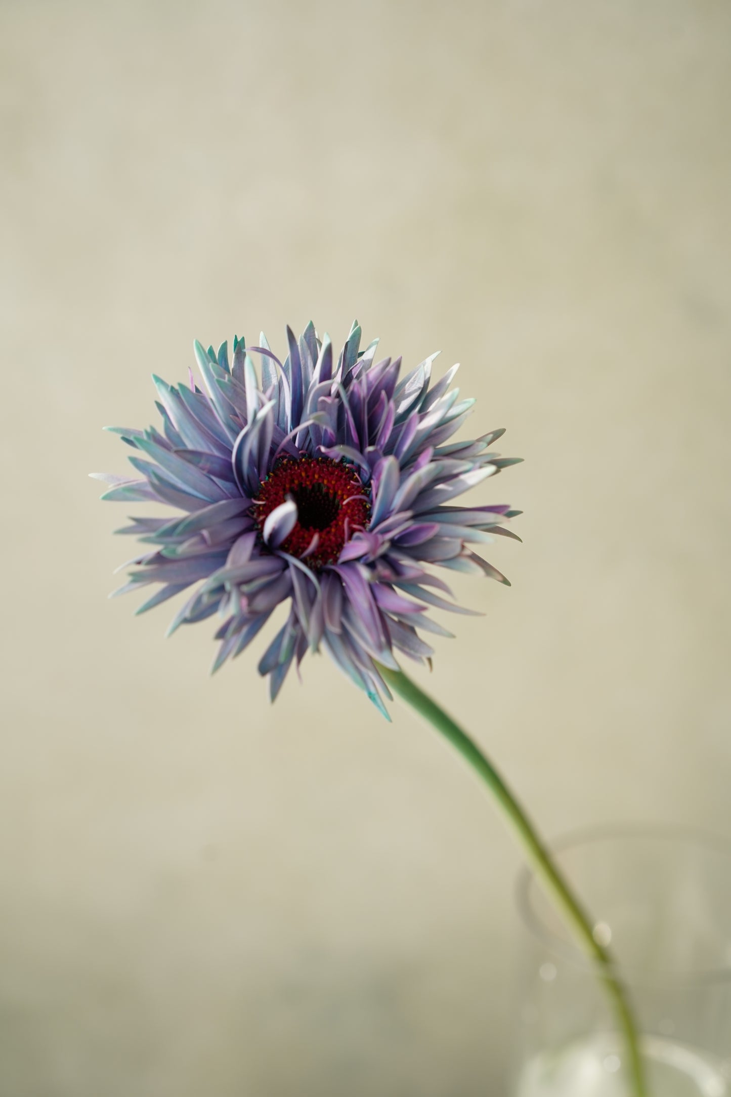 日本太陽菊| Japanese Gerbera