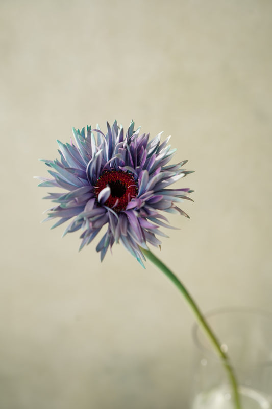 日本太陽菊| Japanese Gerbera