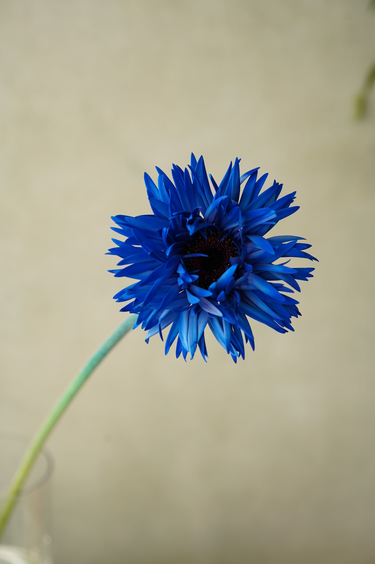 日本太陽菊| Japanese Gerbera