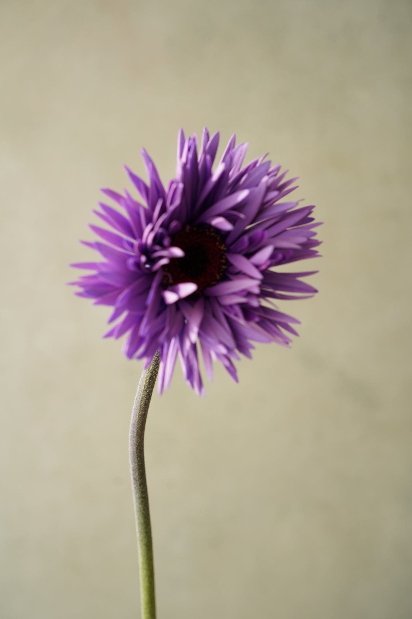 日本太陽菊| Japanese Gerbera